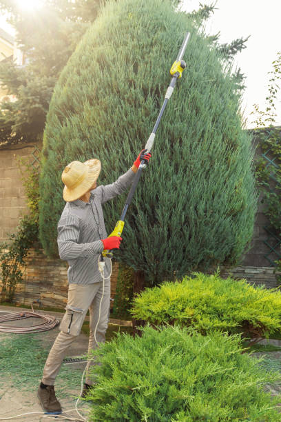 Reliable Fort Valley, GA Tree Service Solutions